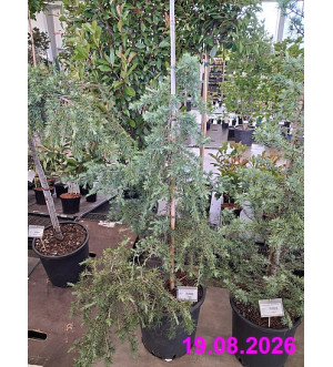 Cedrus deodara 'Feelin' Blue' C 25 L